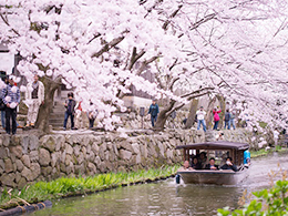 近江八幡水郷の桜